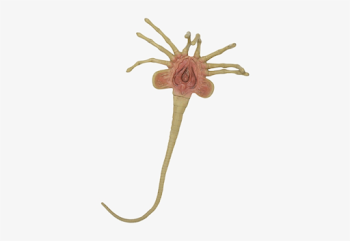 Free: Facehugger png by manoluv on DeviantArt - nohat.cc