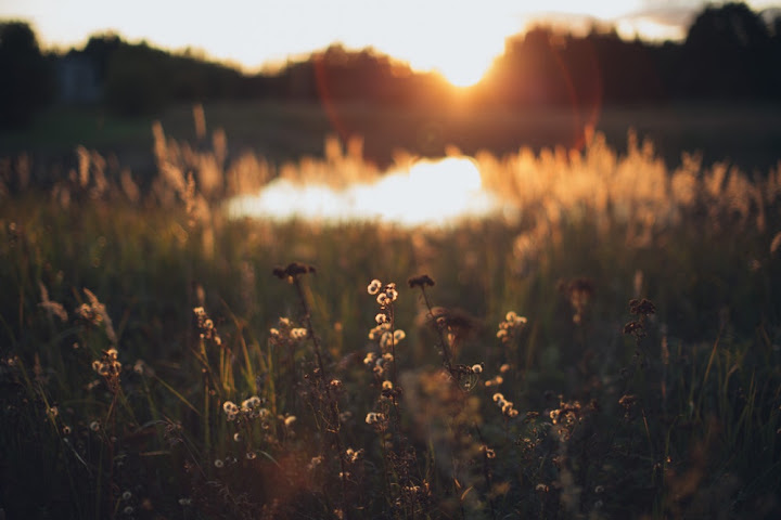 Free: Green Grass Field - nohat.cc