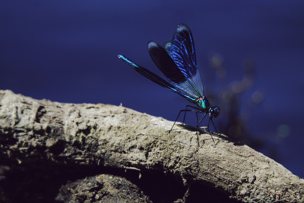Free: Selective Focus Photography of Blue Damselfly Perched on Brown ...