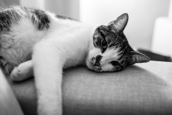 Free: Grayscale Photography of Cat Lying on Sofa - nohat.cc