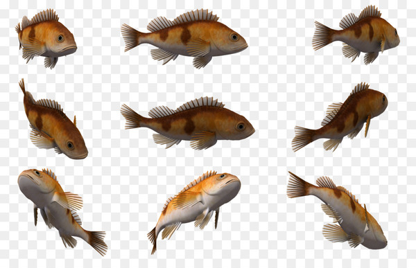 Free: Cuttlefish Marine biology 3D computer graphics - 3d fish - nohat.cc