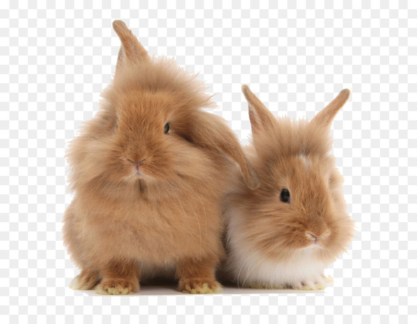 Free: Lionhead rabbit Dream Car:Custom car racing Dont fall Object ...