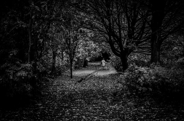 Free: Grayscale Photography of Trees - nohat.cc
