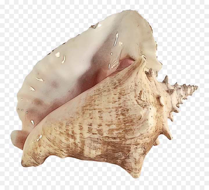 Free: Conchology, Cockle, Conch, Shankha PNG - nohat.cc
