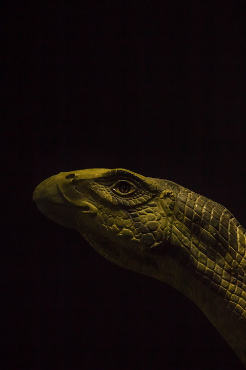 Double Side Green Animal main image 1