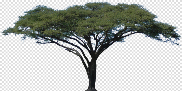 Free: Related image | crop | Tree stencil, African tree, Tree photoshop ...