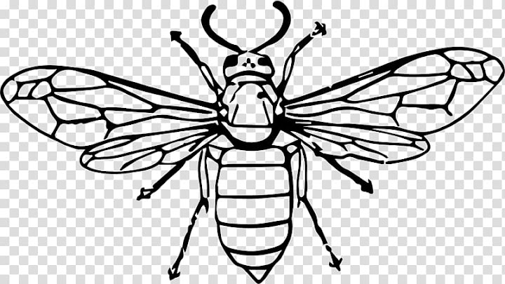 free black and white insect clipart wing