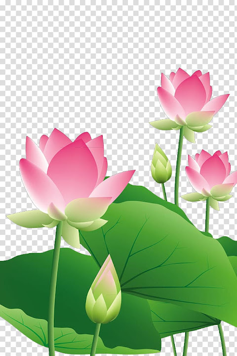 pink lotus flower clipart