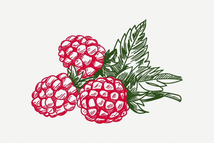 Free: Raspberry collage element, vintage | Free PSD Illustration ...