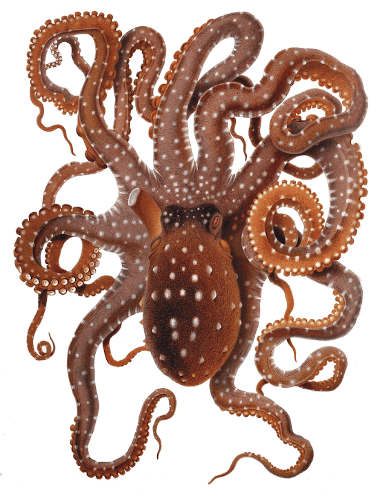 Free: Callistoctopus macropus (White-spotted Octopus) from the ...
