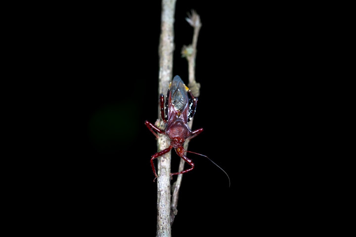 Free: Black and Red Multi-legged Insect on Brown Twig - nohat.cc