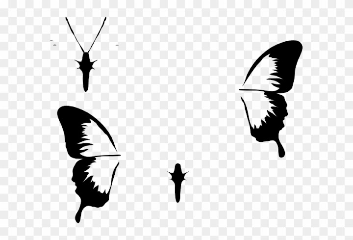 free black and white insect clipart wing