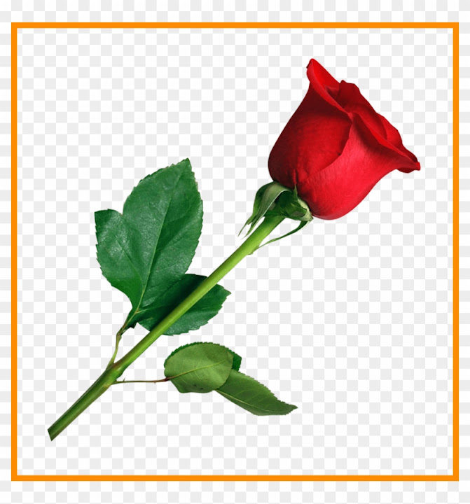 Free: Rose Flower Rose Flower No Background Astonishing Rose - Flower ...
